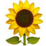 Sunflower - Apple