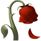 Wilted Flower - Apple