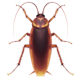 Cockroach - Apple