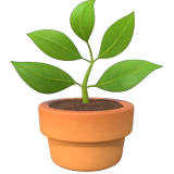 Potted Plant - Apple