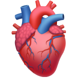 Anatomical Heart - Apple