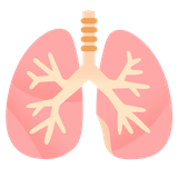 Lungs - Noto (Google)